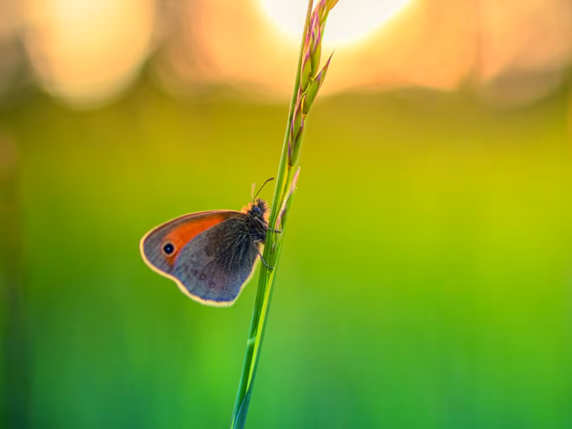 canon dubbele lente cashback actie 2026