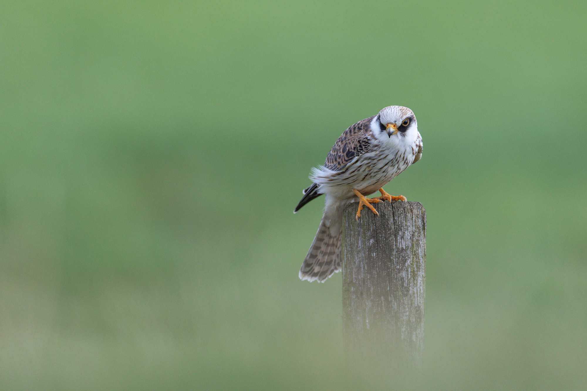 Roodpootvalk in de eempolder