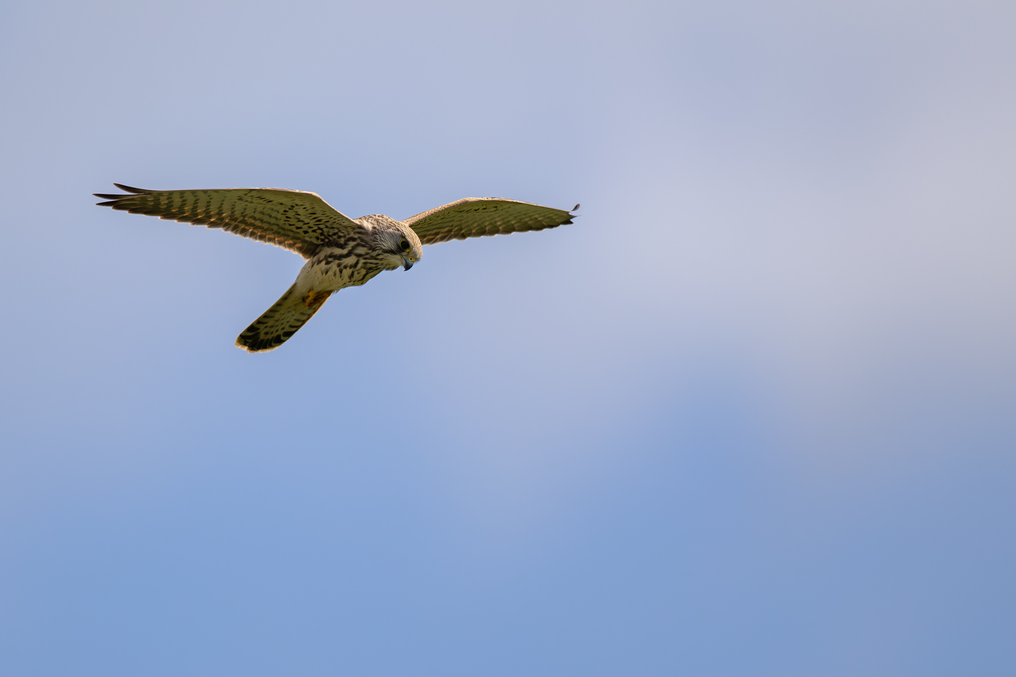 torenvalk in eempolder