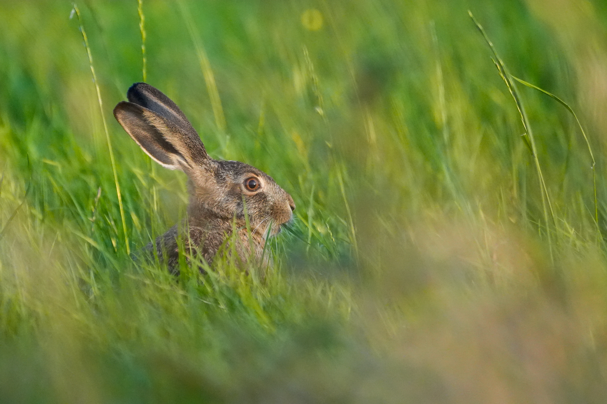 Haas in de eempolder