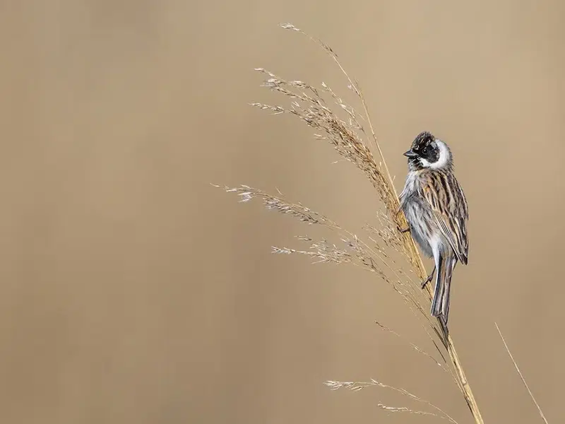Vogelfotografie