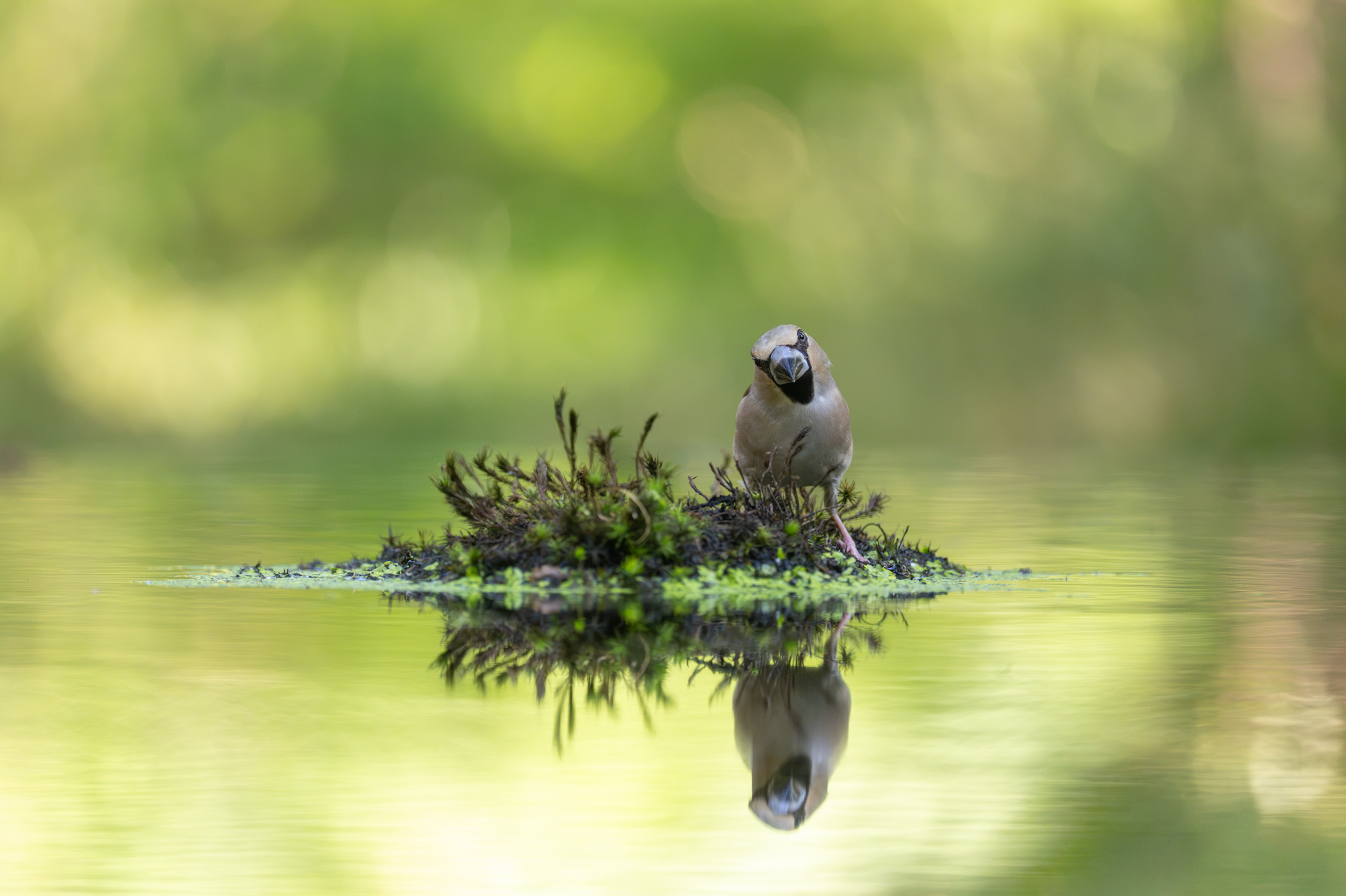 voorbeeld foto sony 100-400mm 4.5