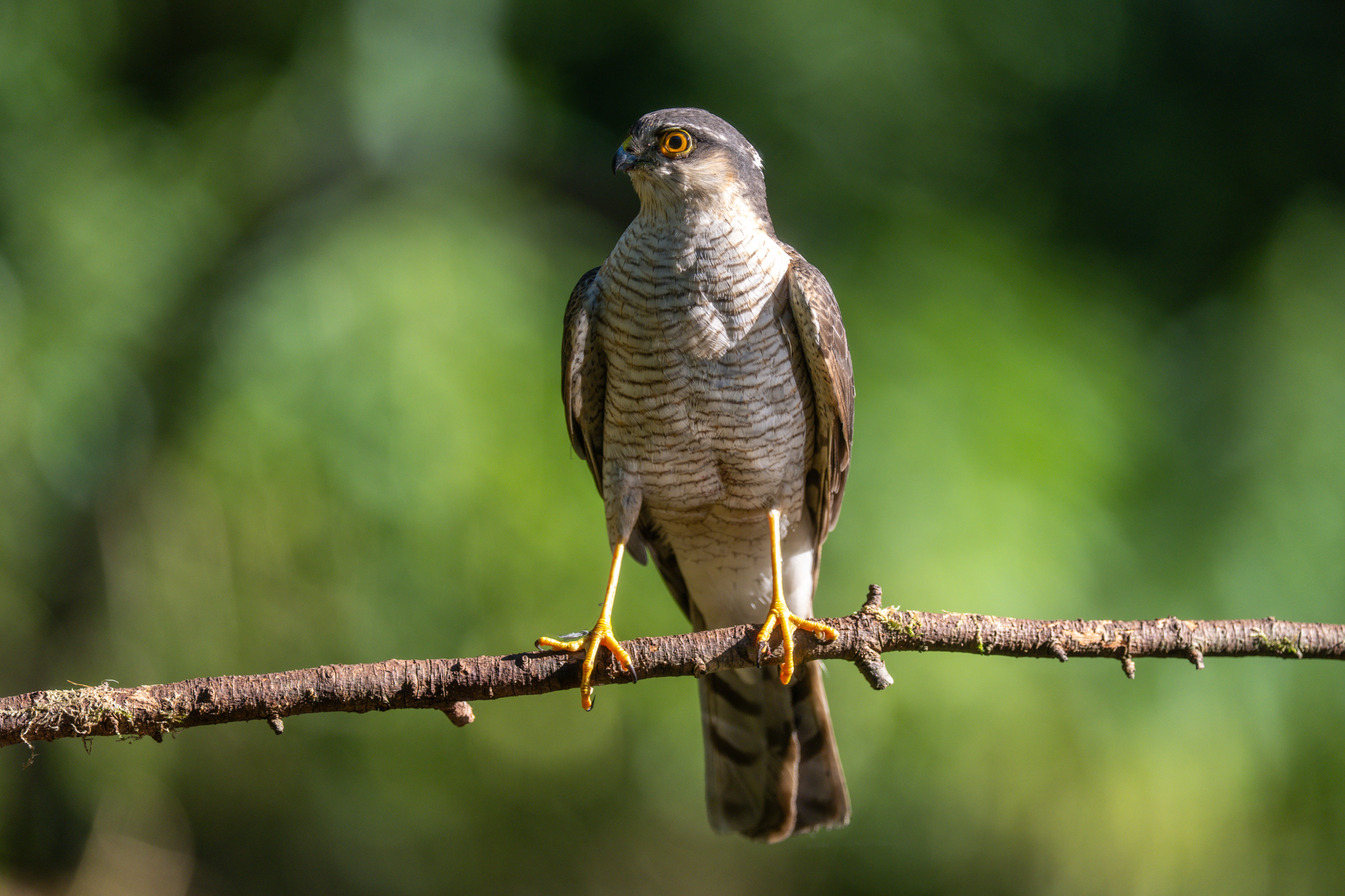 Sperwer gefotografeerd met de Sony A7R VI