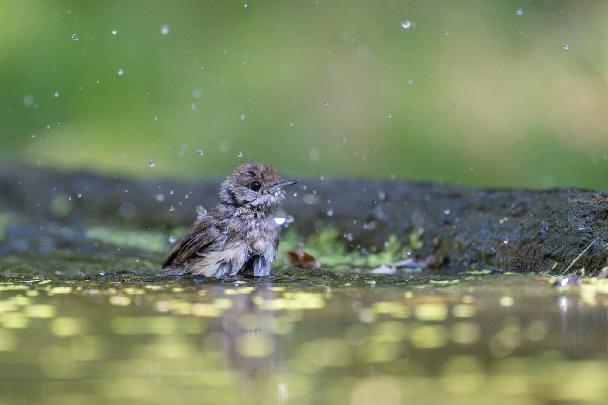 sony a7r vi voorbeeld foto