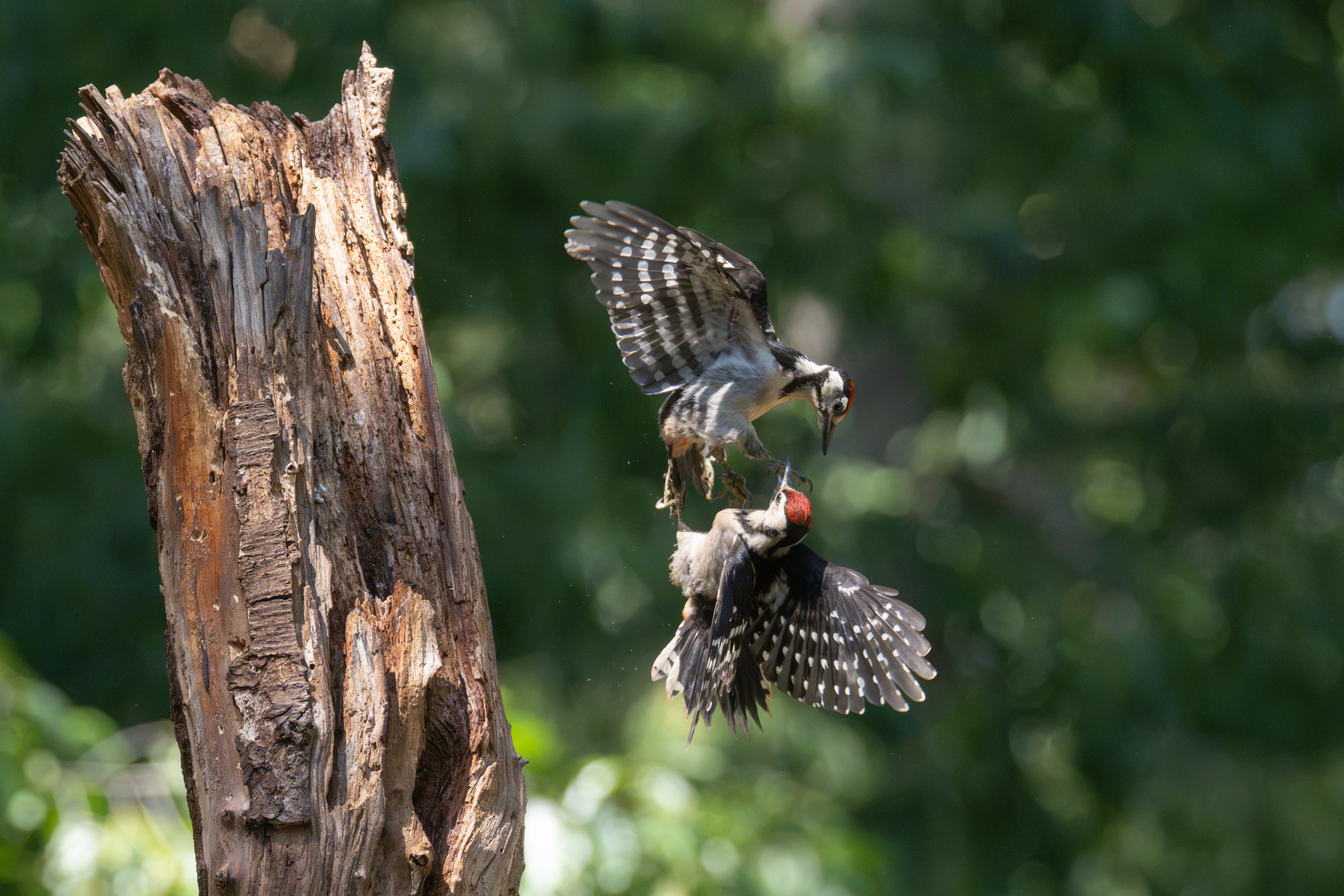 actiebeeld a7r vi
