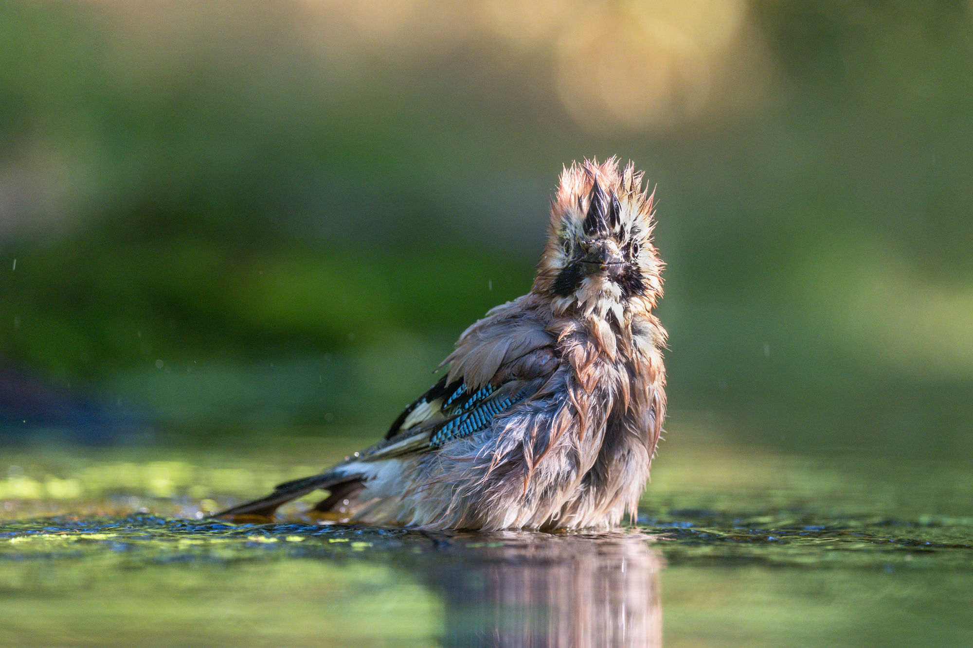 Gaai gefotografeerd met de Sony A7R VI