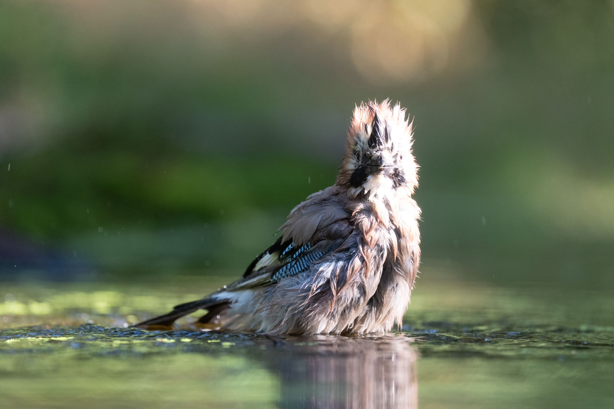 Gaai gefotografeerd met de Sony A7R VI