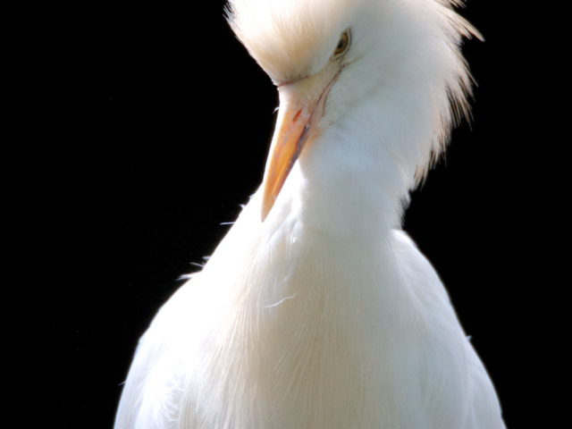 Koereiger