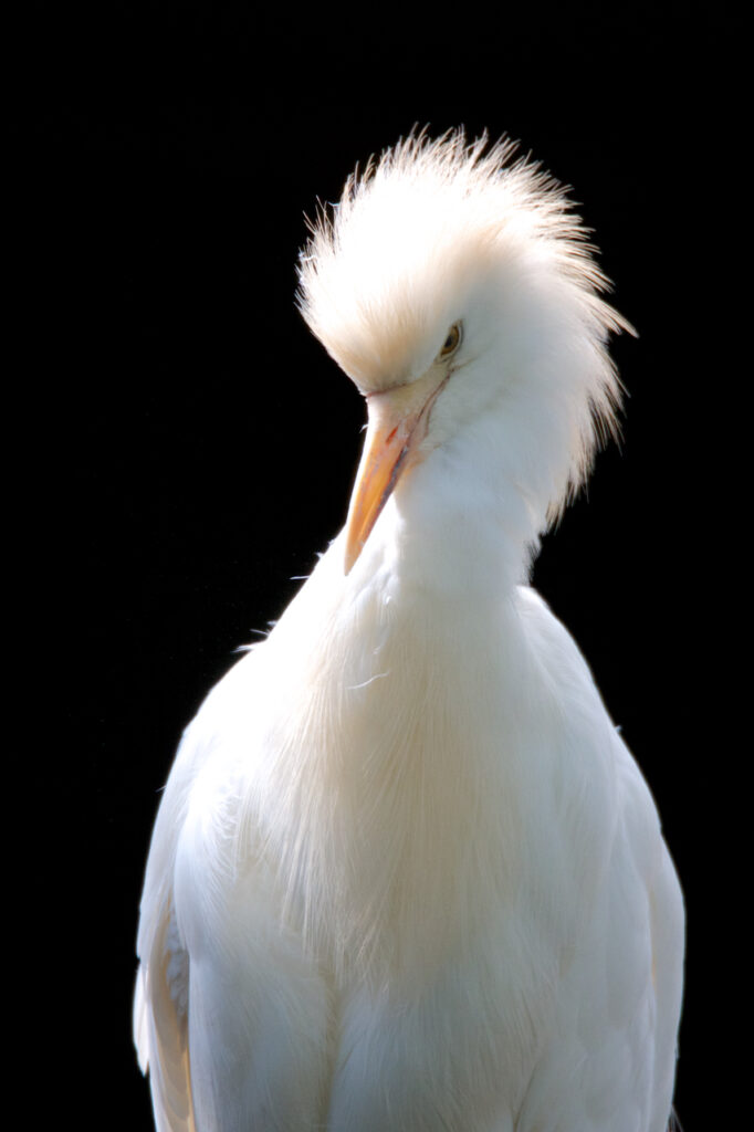 Koereiger