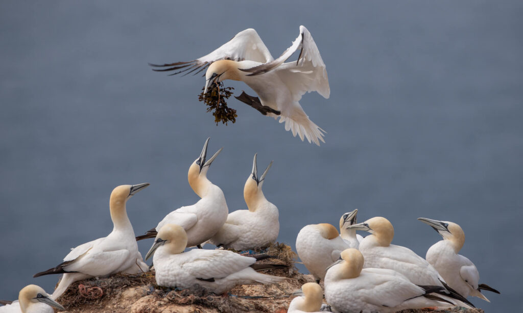 thijs-schouten-helgoland-10