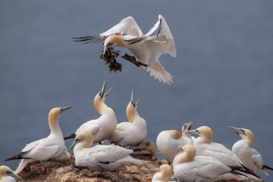 thijs-schouten-helgoland-10 thijs-schouten-helgoland-10