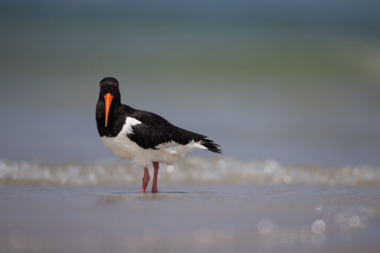 thijs-schouten-helgoland-12 thijs-schouten-helgoland-12