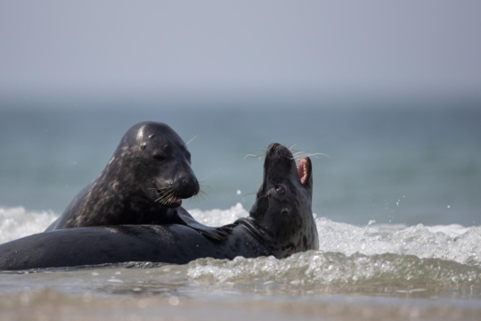 thijs-schouten-helgoland-13 thijs-schouten-helgoland-13