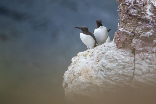 thijs-schouten-helgoland-14 thijs-schouten-helgoland-14