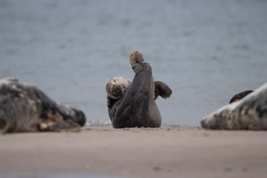 thijs-schouten-helgoland-18 thijs-schouten-helgoland-18