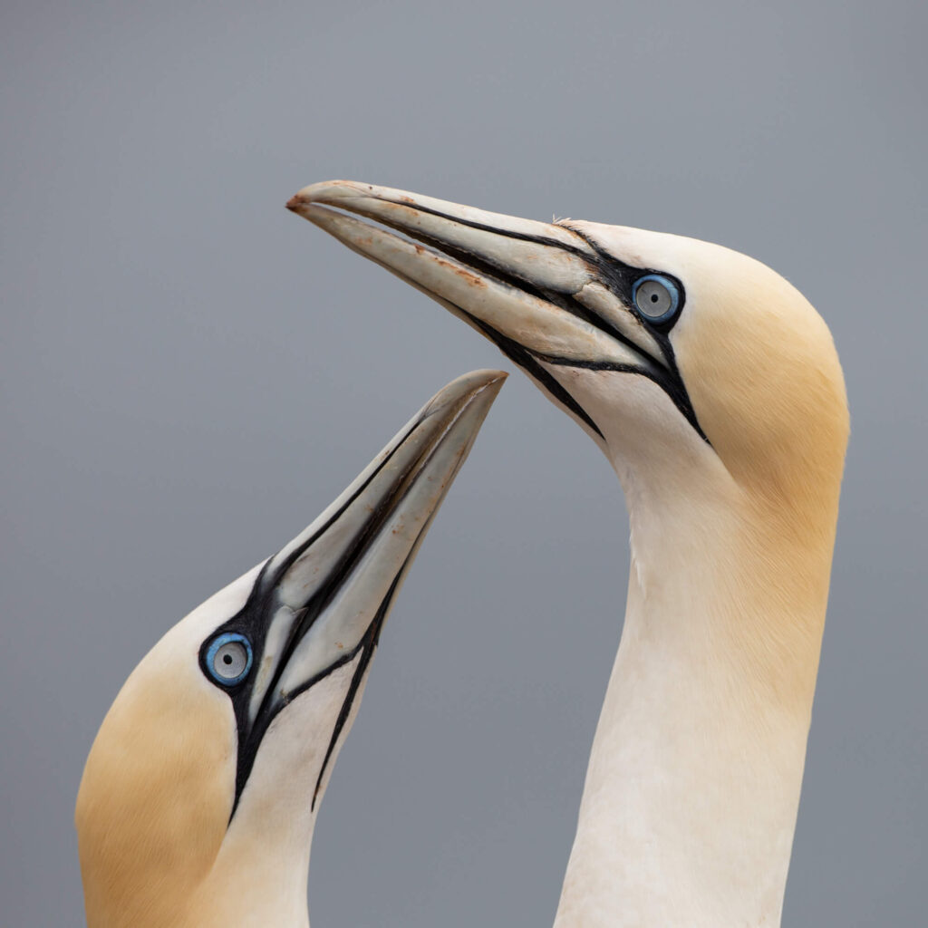 thijs-schouten-helgoland-2