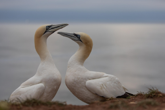 thijs-schouten-helgoland-22 thijs-schouten-helgoland-22