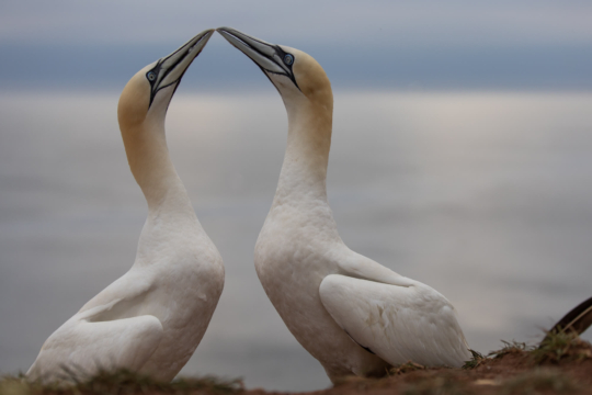 thijs-schouten-helgoland-23 thijs-schouten-helgoland-23