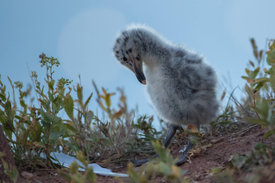 thijs-schouten-helgoland-26 thijs-schouten-helgoland-26