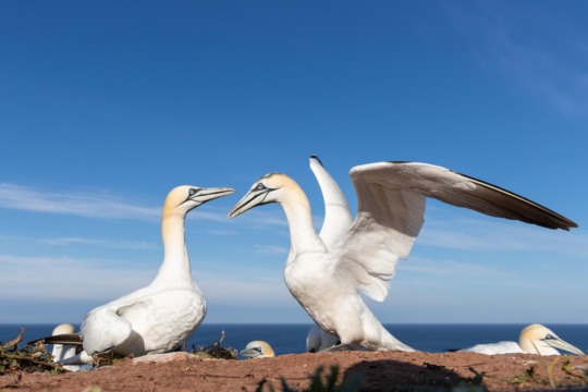 thijs-schouten-helgoland-29 thijs-schouten-helgoland-29