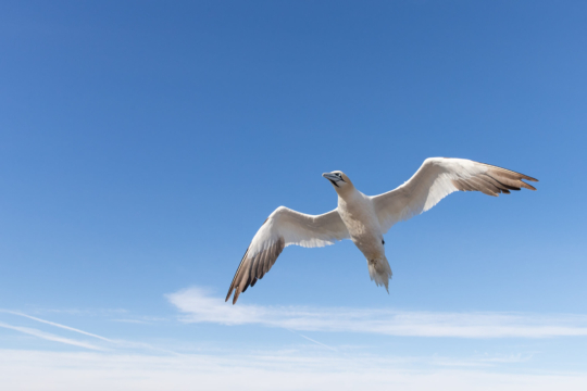 thijs-schouten-helgoland-30 thijs-schouten-helgoland-30