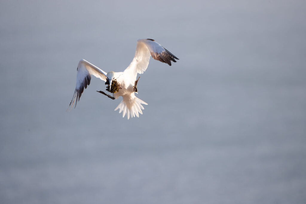 thijs-schouten-helgoland-4