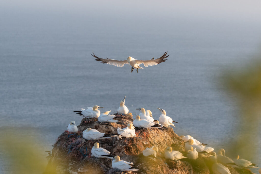 thijs-schouten-helgoland-5