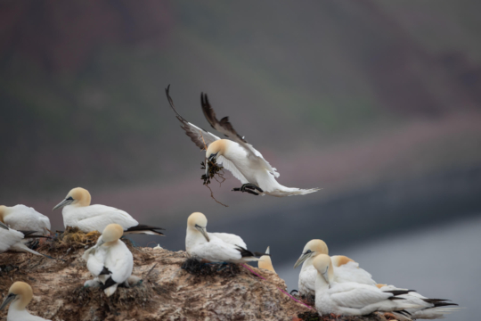 thijs-schouten-helgoland-8 thijs-schouten-helgoland-8