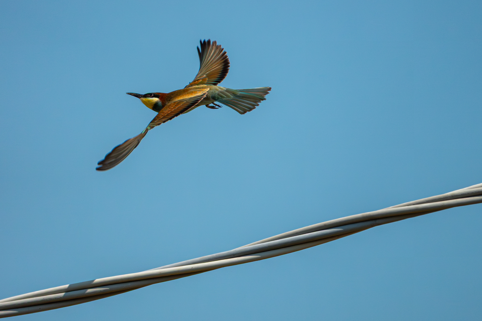 Sony RX10 V actiefoto