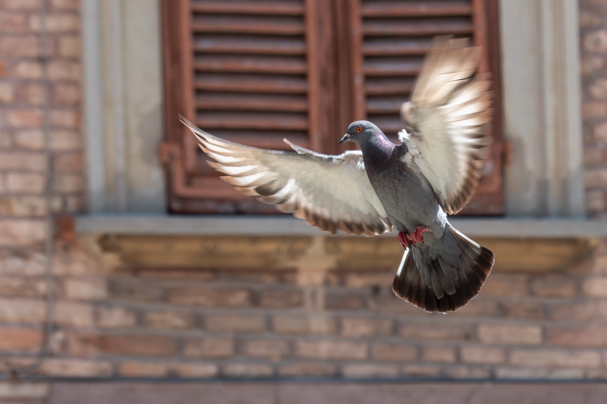voorbeeld foto vogel rx10 v