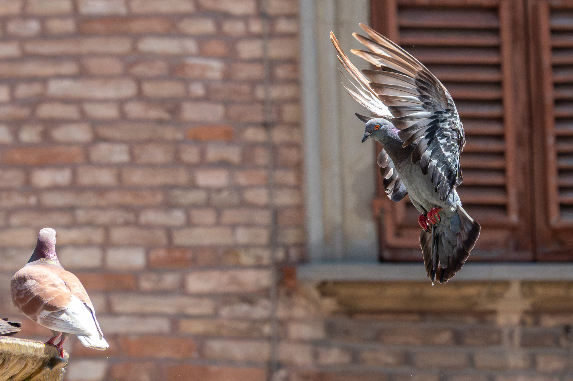 voorbeeld foto vogel rx10 v