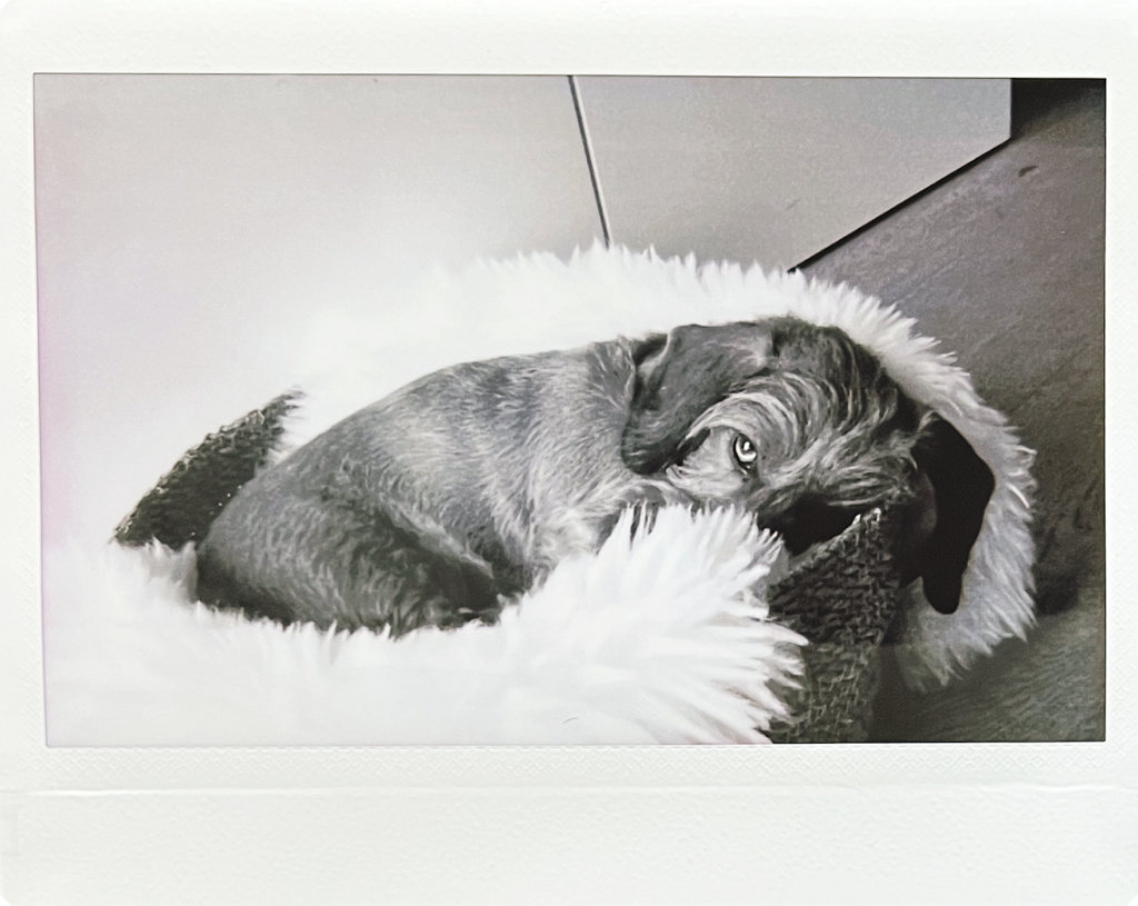Instax WIDE Evo voorbeeldfoto 8