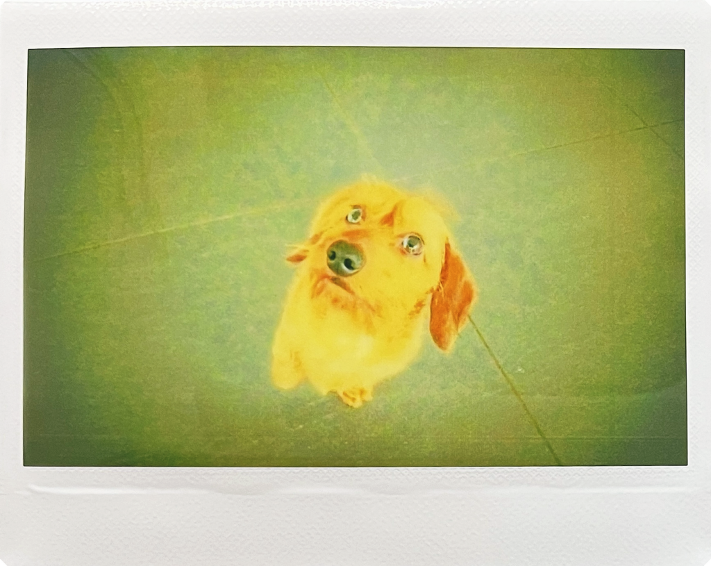Instax WIDE Evo voorbeeldfoto 4