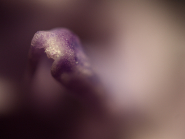 Closeup bloem