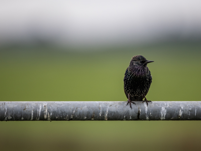 Canon-eos-r5-review-30 Canon-eos-r5-review-30