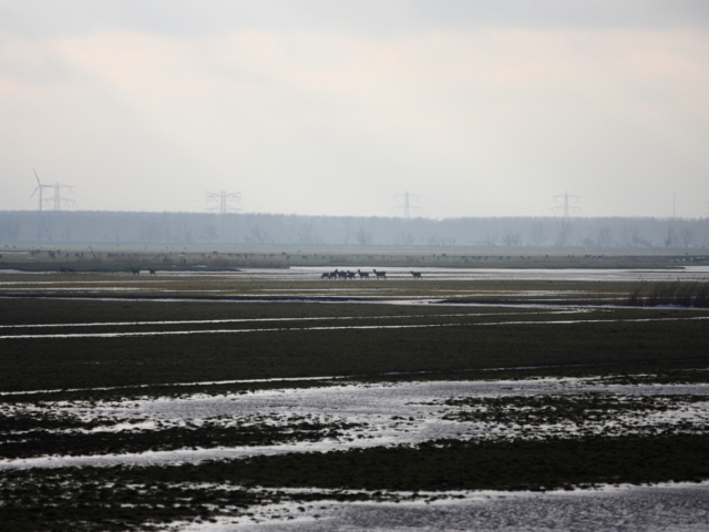 Dutch landscape Dutch landscape