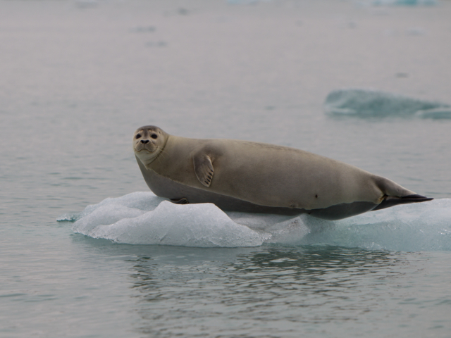Zeehond op ijsschots Zeehond op ijsschots