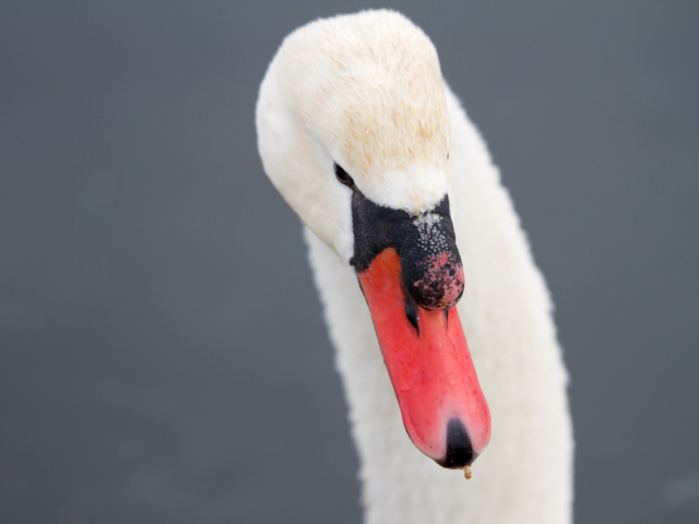 Zwaan Zwaan