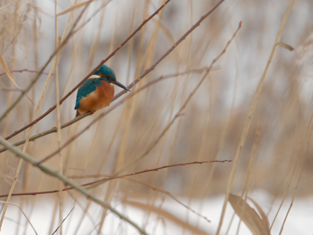 Ijsvogel Ijsvogel