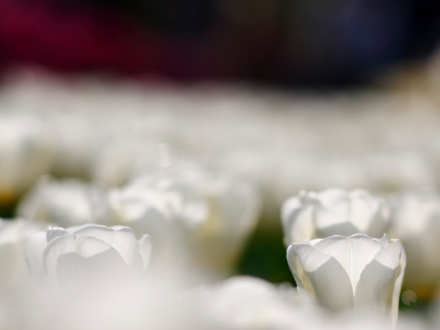 Witte tulpen