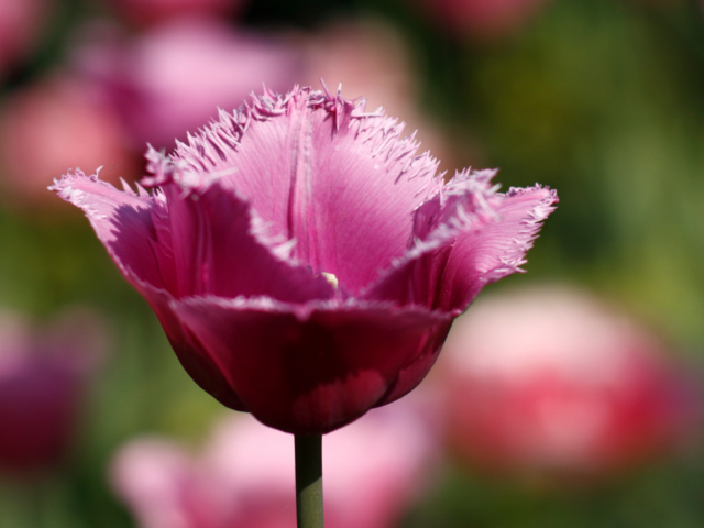 Tulp