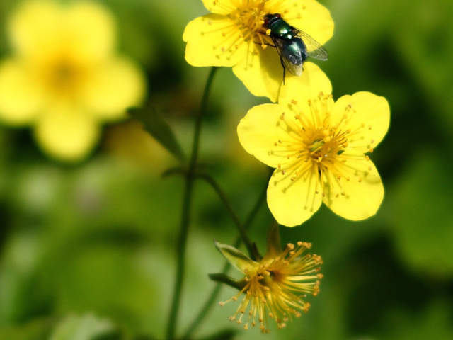 Vlieg op boterbloem