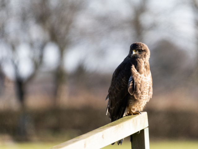 canon-eos-r-review-buizerd-2