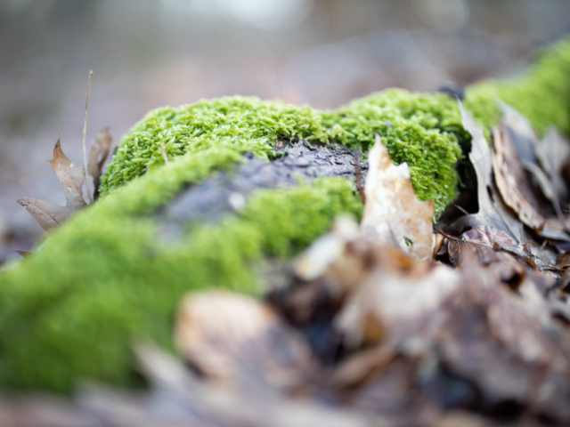 canon-eos-r-review-macro-1