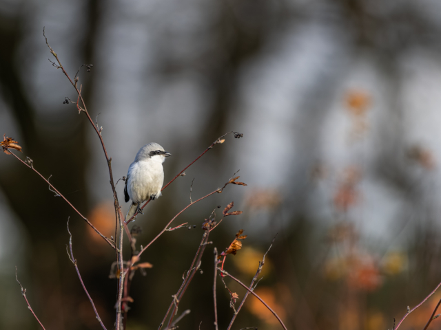 canon-eos-r5m2-review-3