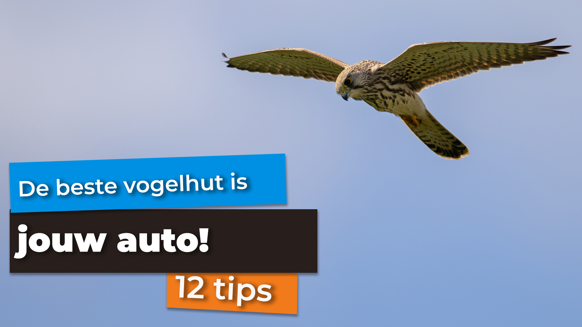 Vogels fotograferen vanuit de auto