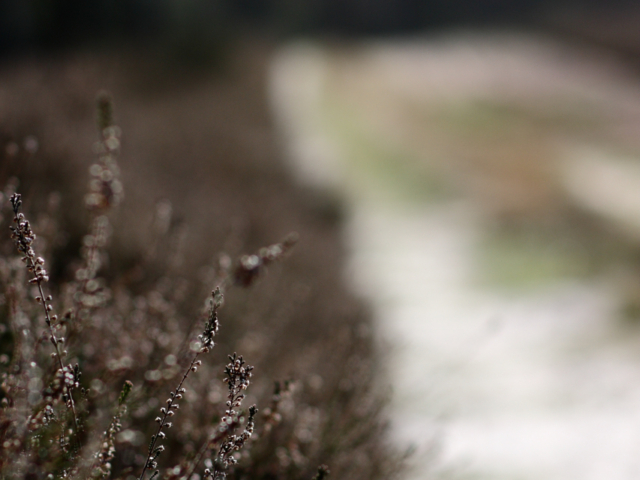 Heide