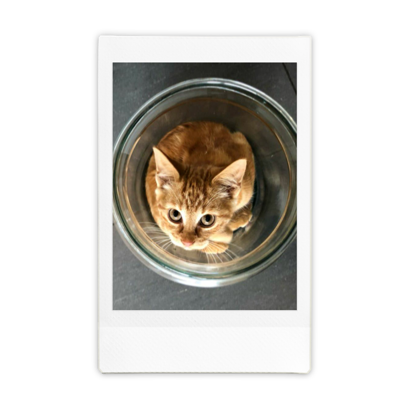instax-evo-voorbeeld-1 instax-evo-voorbeeld-1