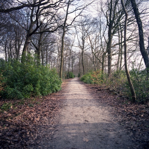 Het bos - gemaakt met een 120 rolfilm Hasselblad Het bos - gemaakt met een 120 rolfilm Hasselblad
