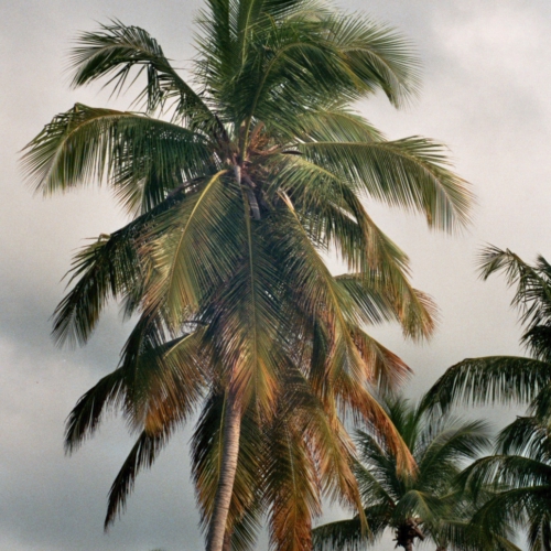 Palmboom - gemaakt met een 35mm kleinbeeldcamera Palmboom - gemaakt met een 35mm kleinbeeldcamera